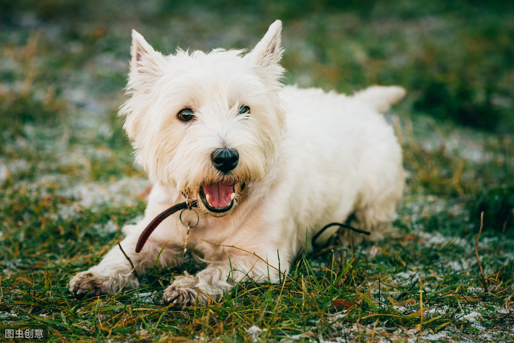 盘点最爱叫的小型犬，养过的都说吵到崩溃