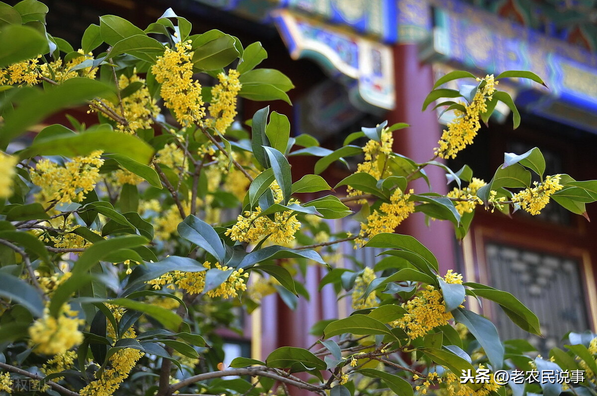 家里为什么不能种桂花(俗语“门前有桂，家兴人旺”，真的吗？三种地方不适宜种桂花树)