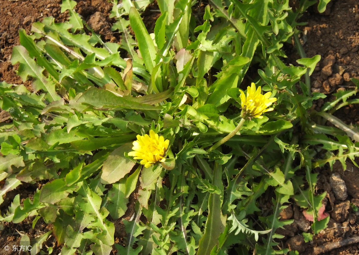 奶汁草圖片與功能(農村這種野草因可治乳房炎,得名