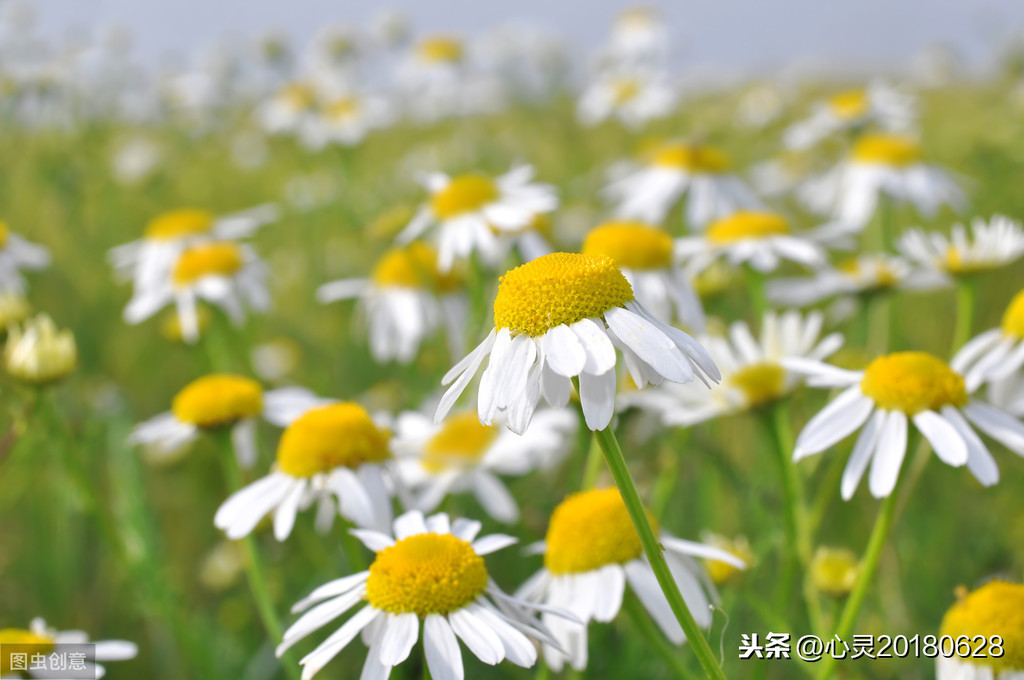 11月3日花語:西洋櫻草,生日花語孤寂_達一風水網