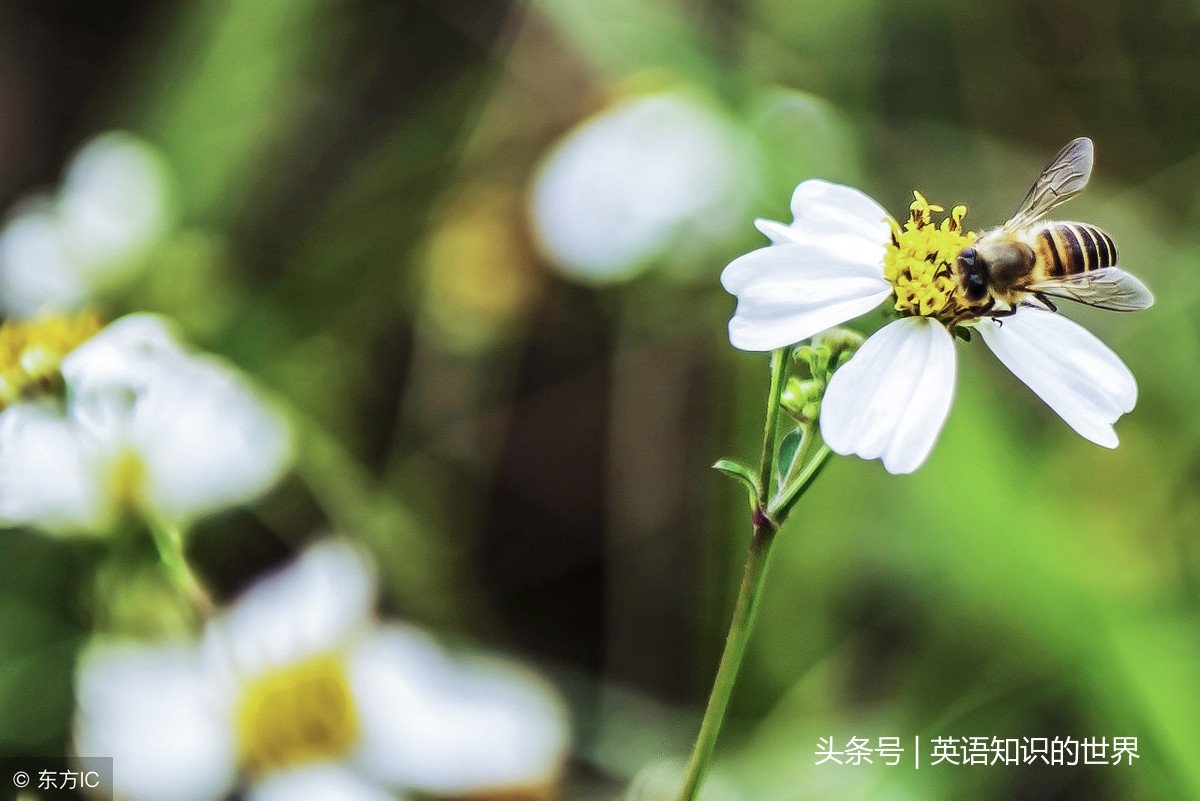 泰戈尔 生如夏花原文，生如夏花全诗赏析