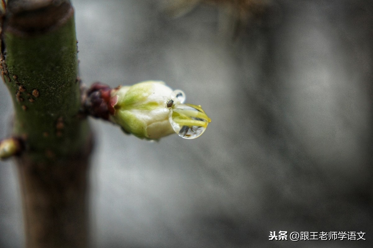 写作帮手:描写春雨的好词、好句、好诗积累+习作指导+10篇范文