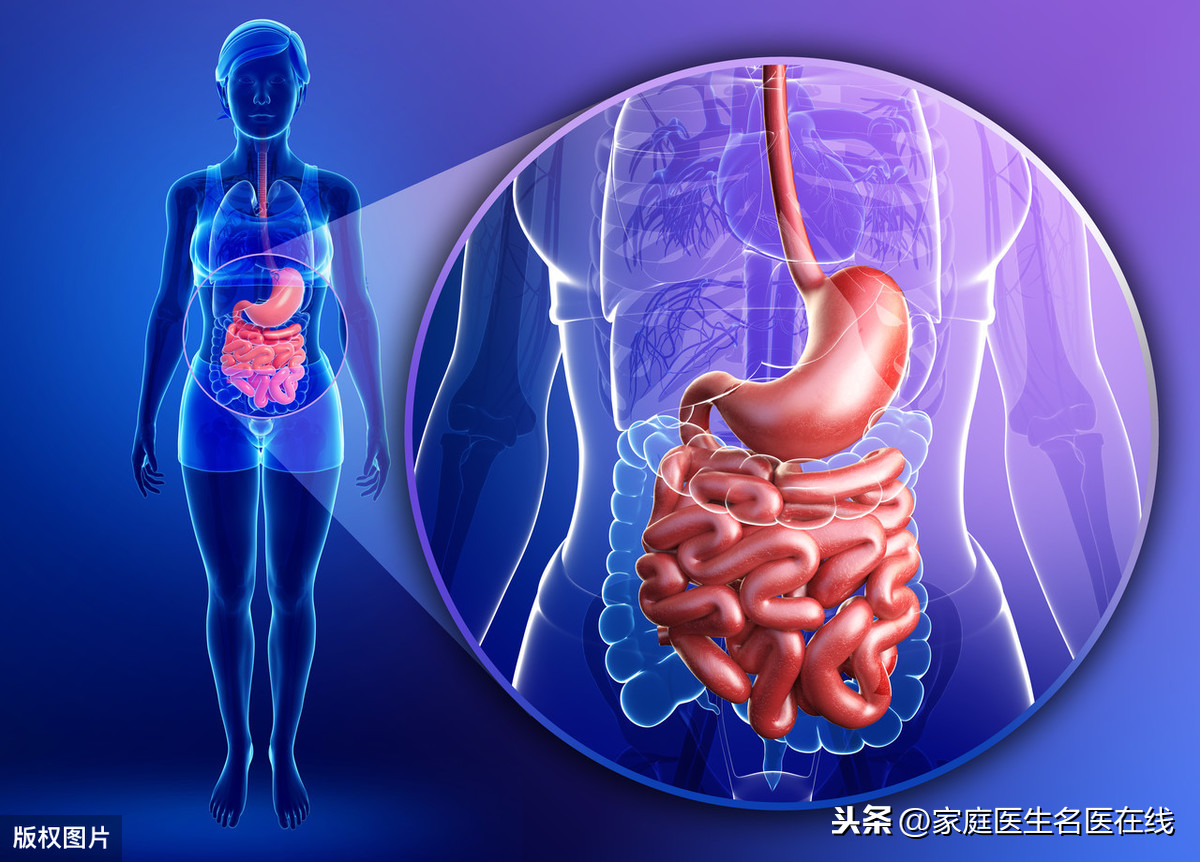 肝胆脾胰腺的位置图片图片