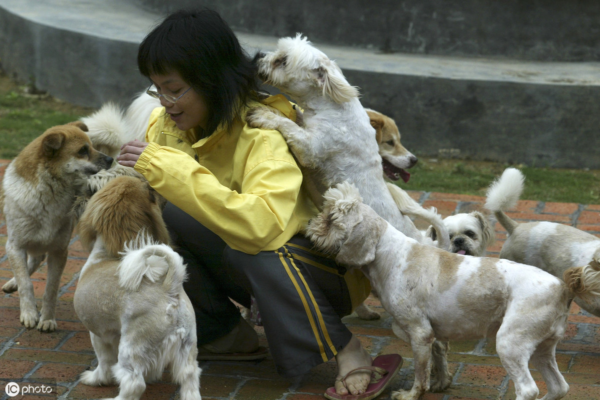 撒娇狗狗最好命：这6种撒娇战法，宠主挡得住几种？