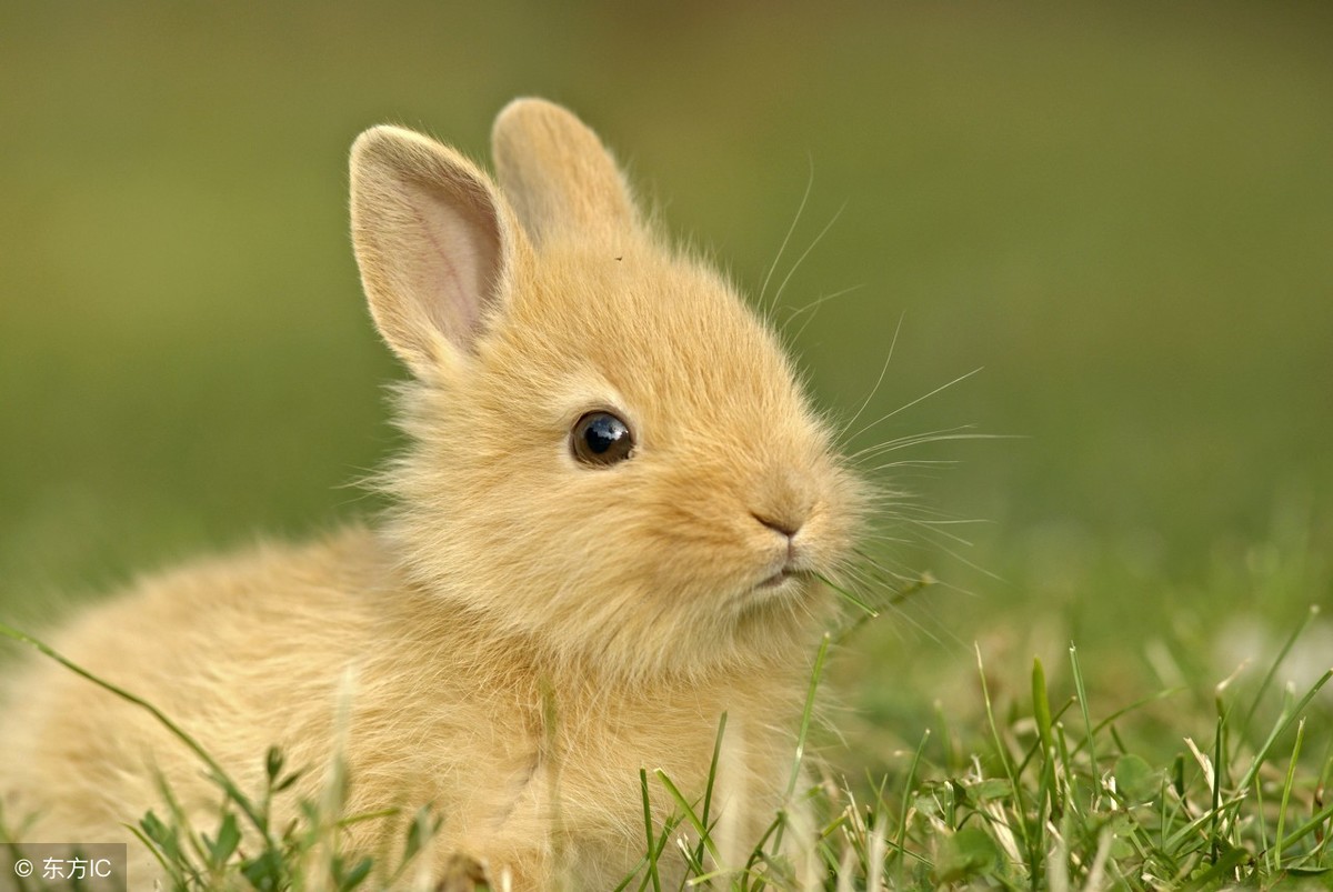 生肖之兔，和平与安定是我的最高追求