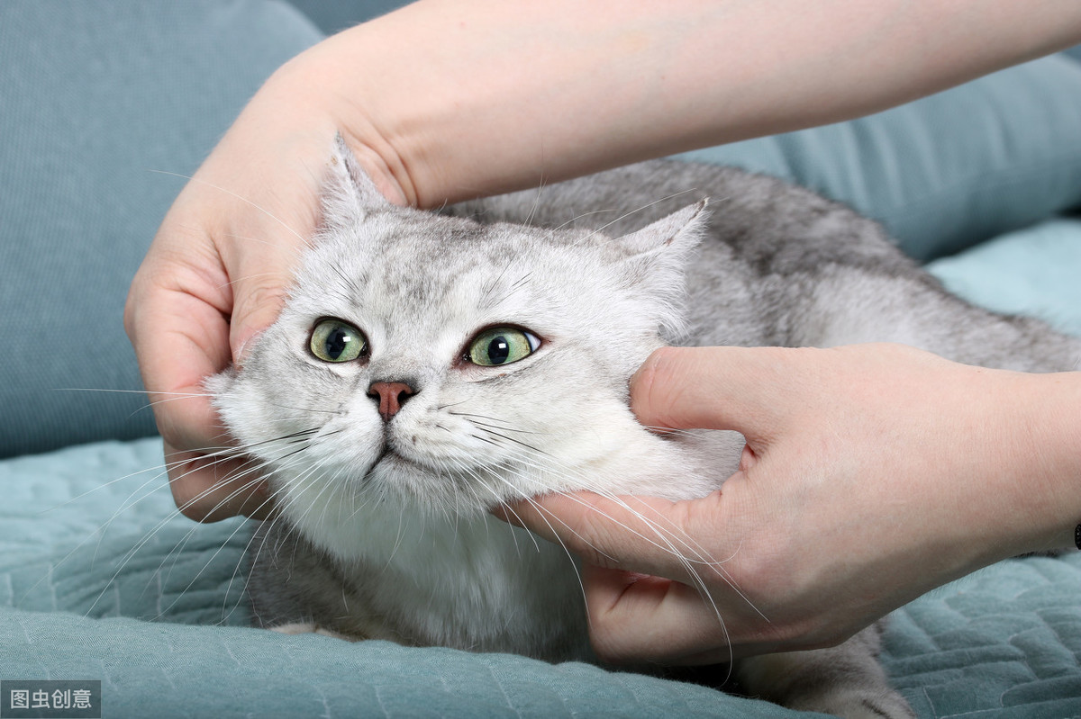 一起了解一下美国短毛猫