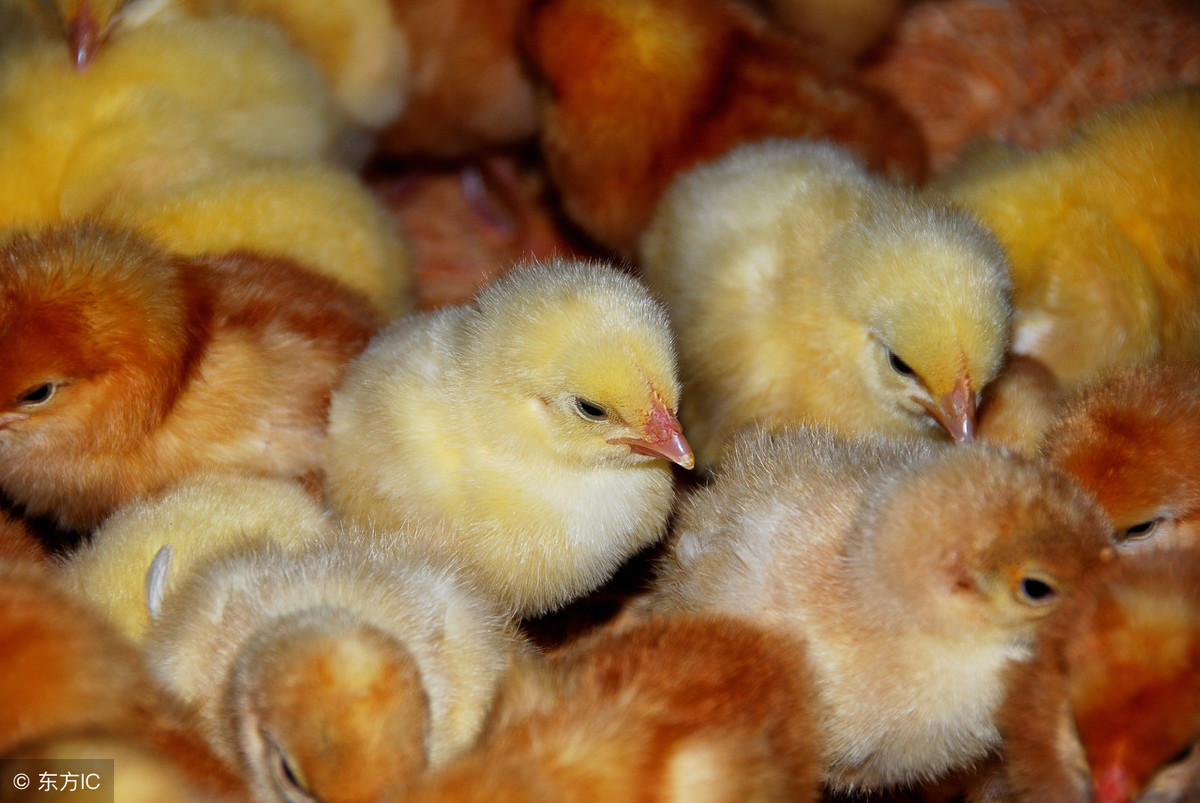 今日淘汰鸡多少钱一斤？11月29日全国最新收购价和行情信息汇总