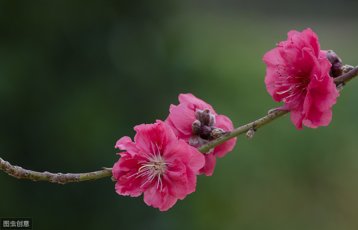 桃花长什么样子图片图片