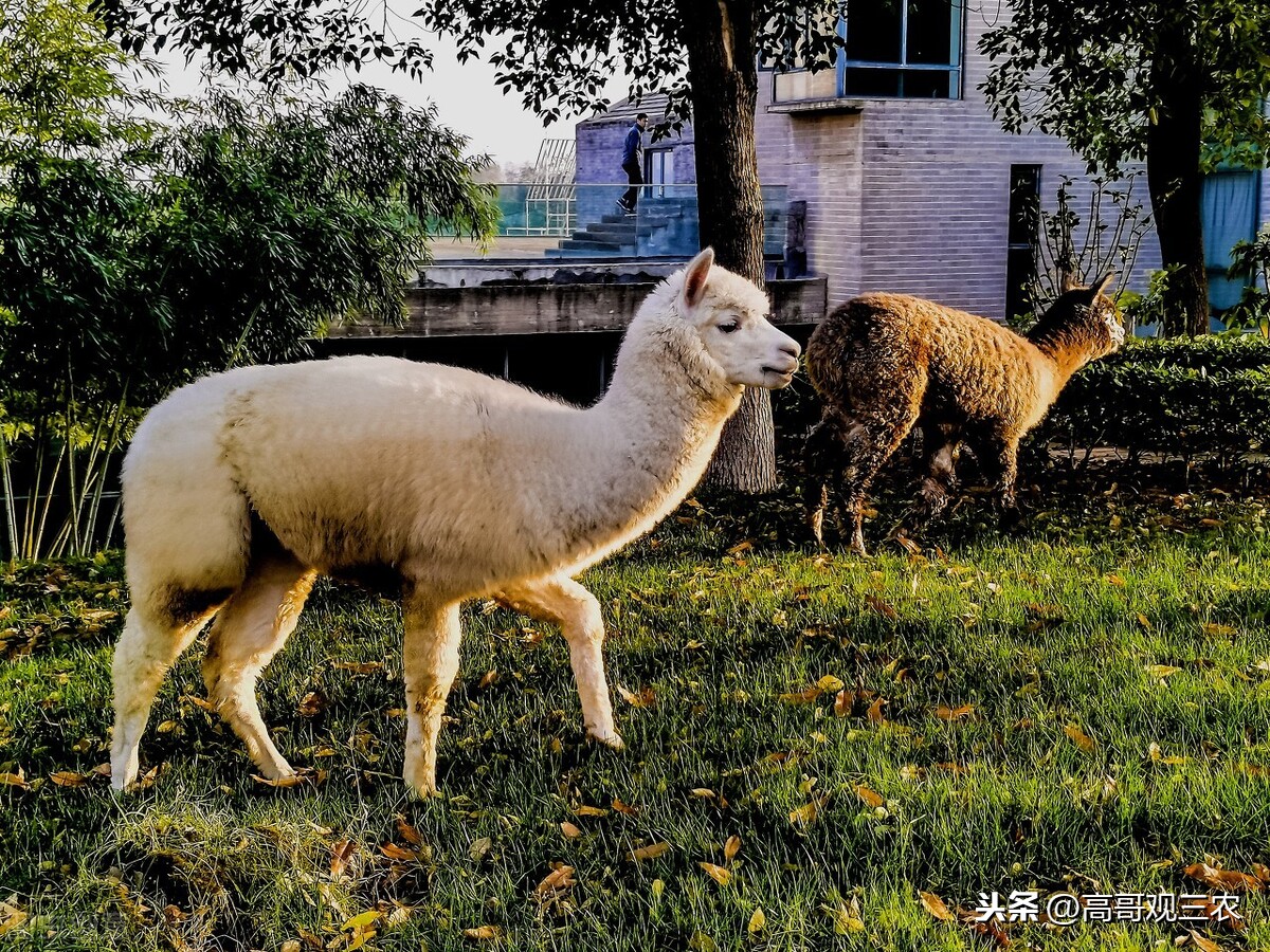 它被誉为“神兽”，30000元一只，究竟是羊还是驼？