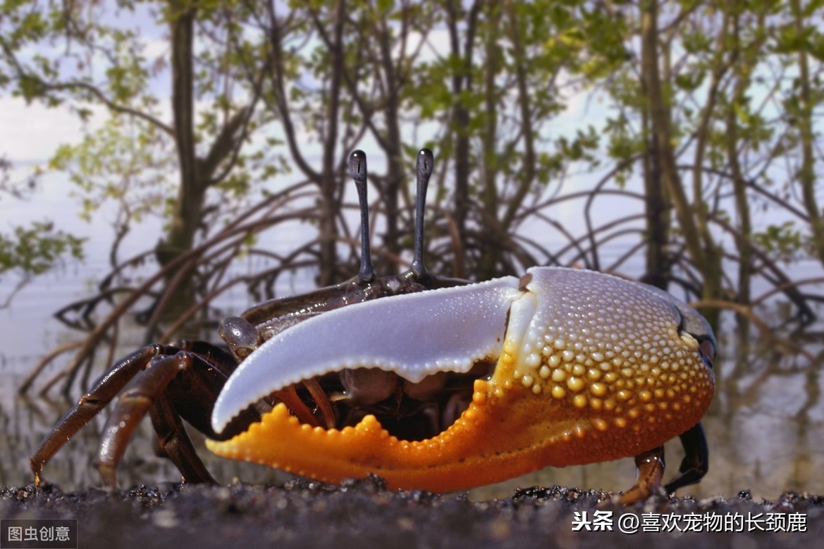 什么是隔潮螃蟹(招潮蟹，用大螯载身的不对称动物，另一种风范的独臂“杨大侠”？)