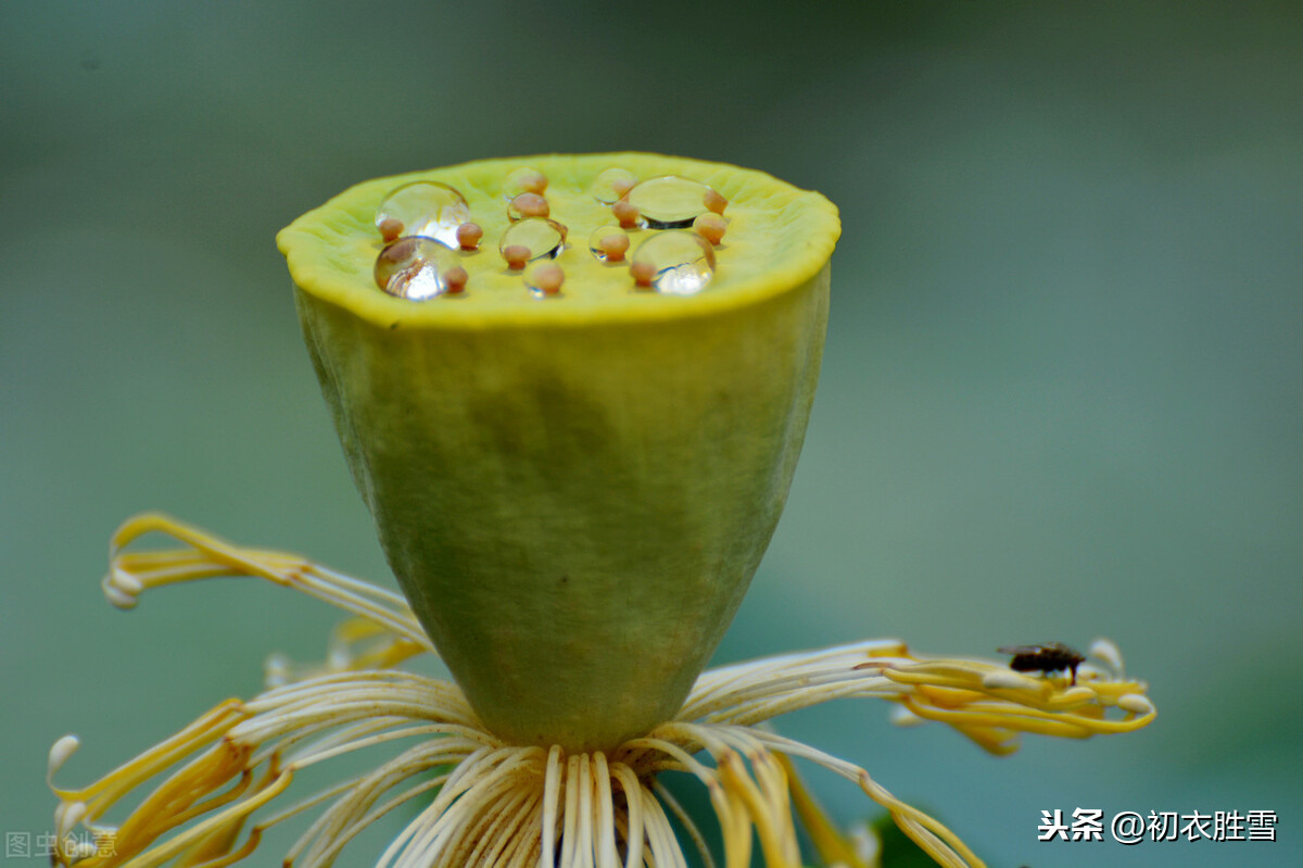 处暑节气美诗7首：一雨洗残暑，初秋生嫩凉