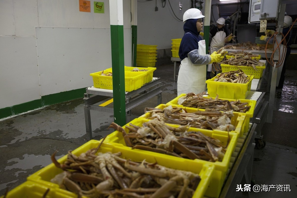 全球鱼粉市场放缓！秘鲁渔业淡季过后，价格将于2020年上涨