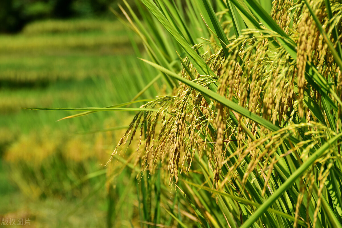 水稻-一亩地能产多少斤水稻（一亩地能产多少斤水稻出多少斤大米）