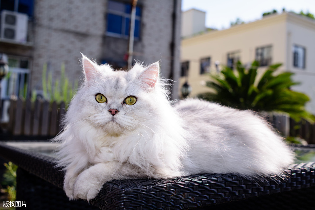 你确定不进来看看么，入行铲屎官想养的猫咪品种都在这里