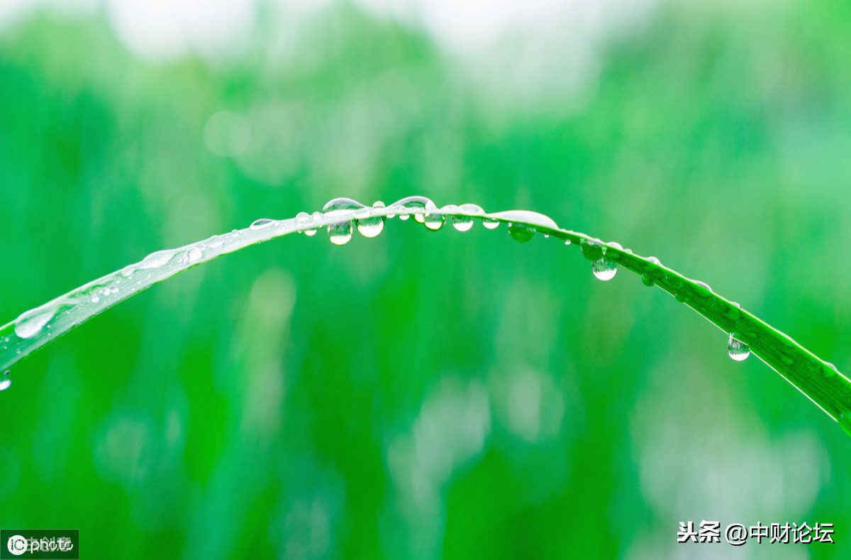 诗歌：水过蒹葭，你不在