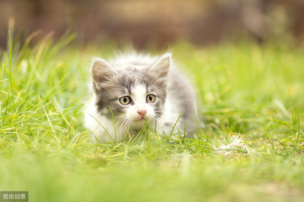 铲屎官：猫喜好吞食啃咬拖鞋是什么原因？关于猫的异食癖带你了解