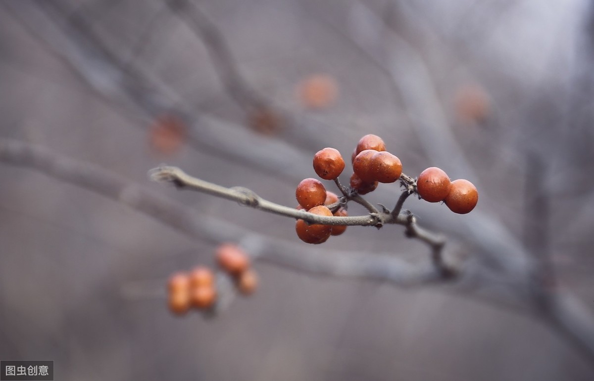 宋词里的相思：帘卷西风，人比黄花瘦