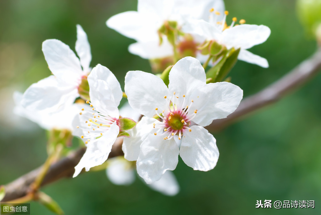 柳宗元的这首《早梅》，写出了最深情的梅花，通篇充满了思乡之情