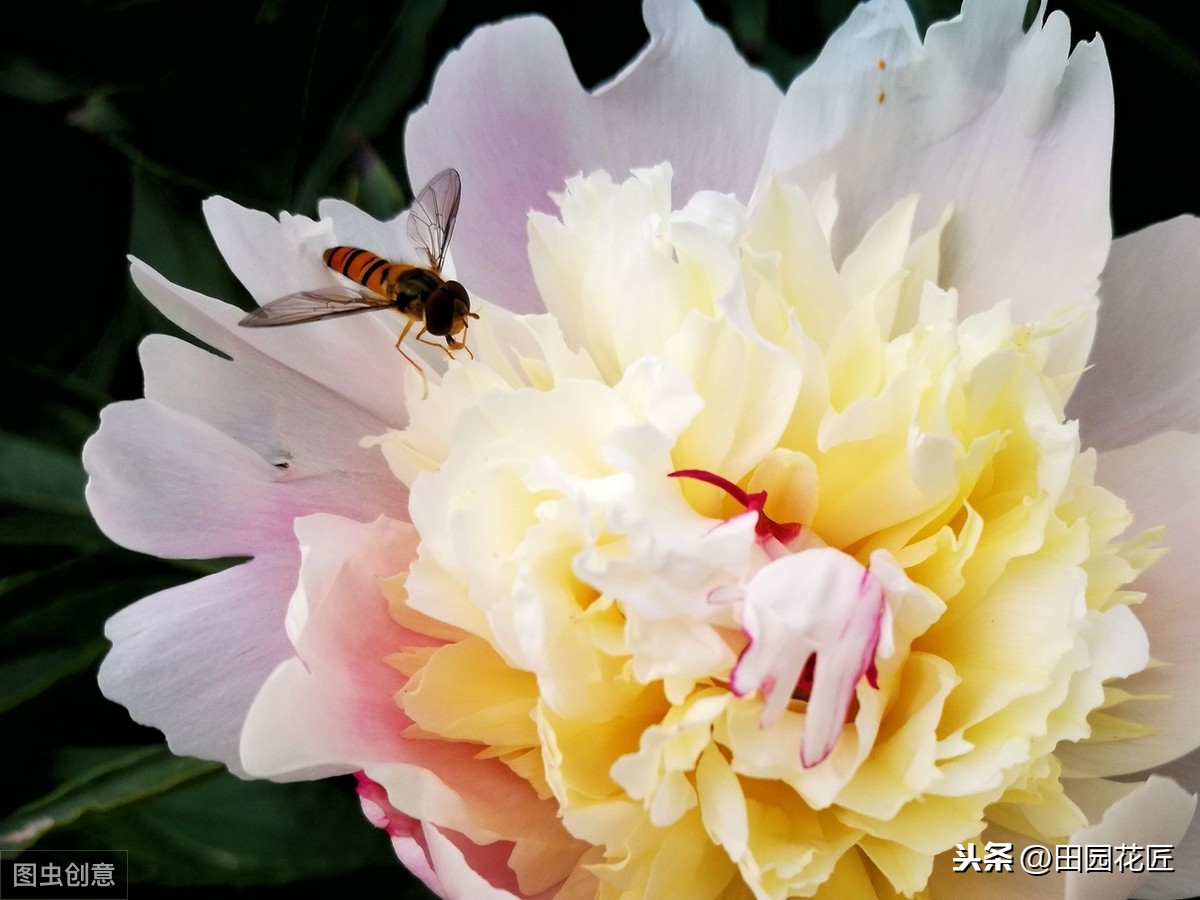 芍药的种植方法及时间（芍药的种植方法及时间图片）-第4张图片-巴山号