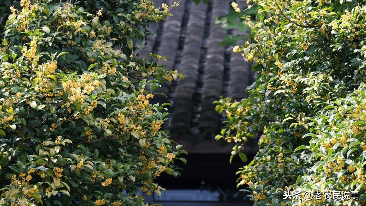 家里为什么不能种桂花(俗语“门前有桂，家兴人旺”，真的吗？三种地方不适宜种桂花树)