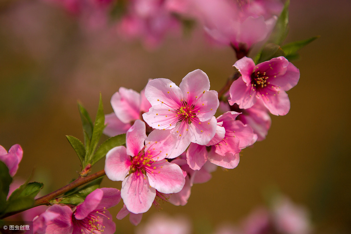 人间四月芳菲尽,山寺桃花始盛开