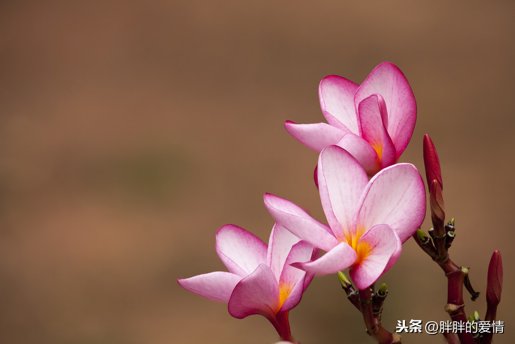 樂善好施不圖報,淡泊明志謙如水;學水之善,上善若水