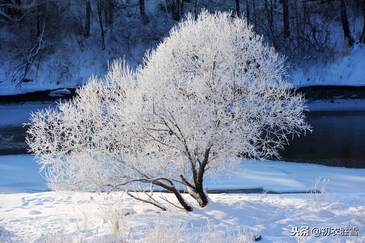 冬日寒柳三首，真正的冬柳，不畏风雪，梢梢寒柳出疏篱