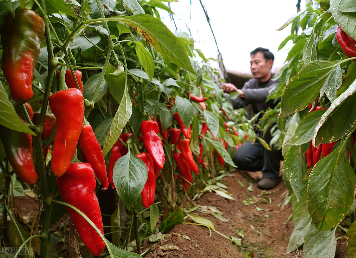 蔬菜市场今日猪肉价格「桥西蔬菜市场猪肉价格」