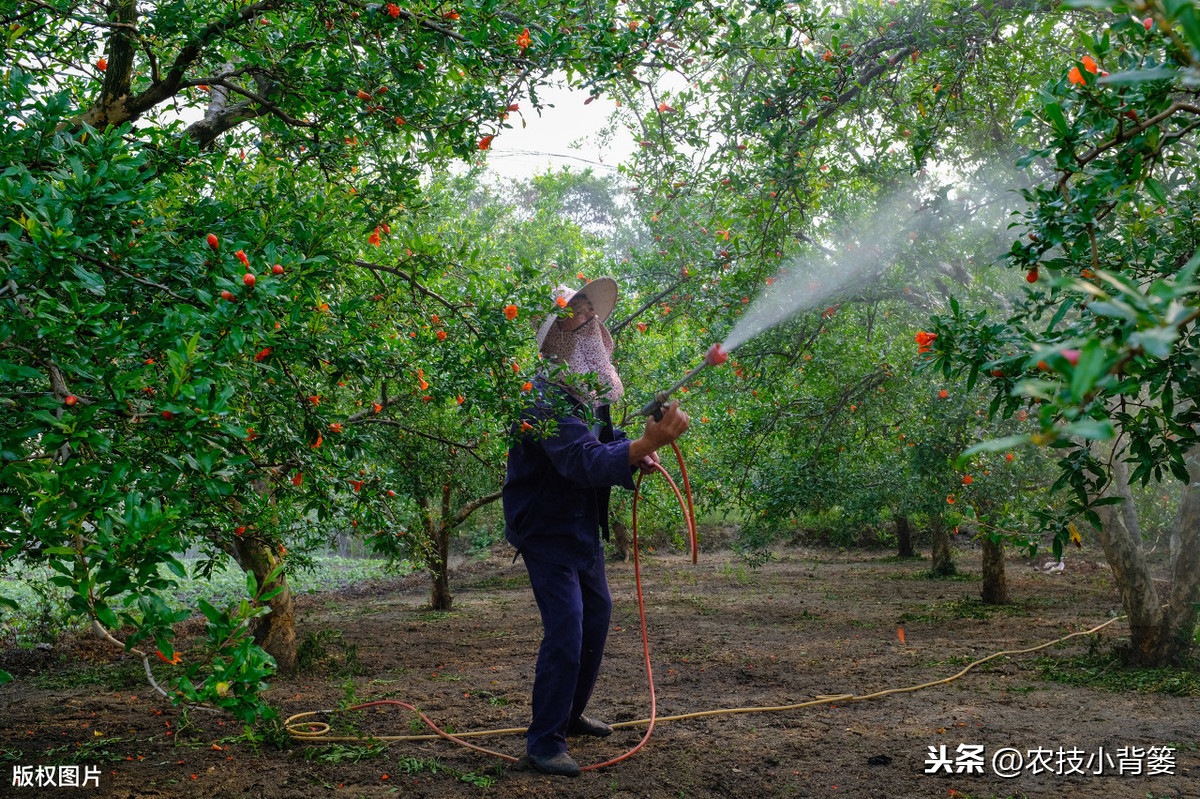 乒乓球送的塑料膜怎么用(果树套袋看似简单，其实学问讲究多！套袋前后一定要做到这几点)