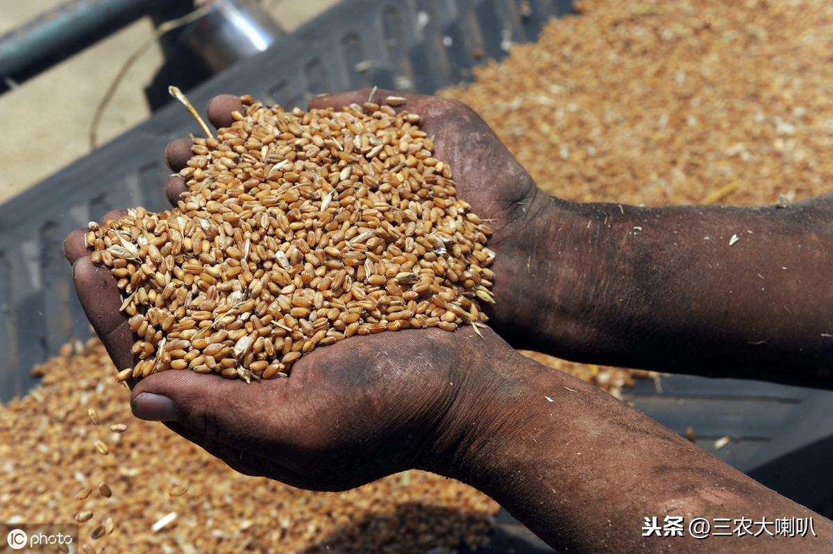 小麦快收完了，农民该关注收购价格了！今天小麦多少钱一斤？