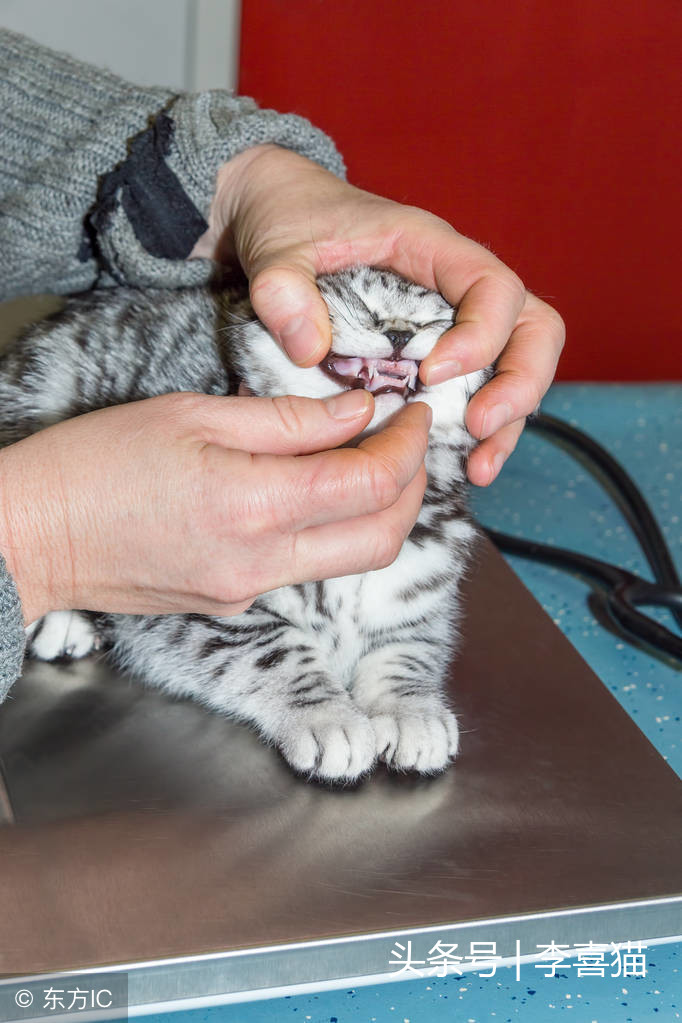 猫咪出现口臭很可能是健康状况的信号，铲屎官要重视起来认真应对