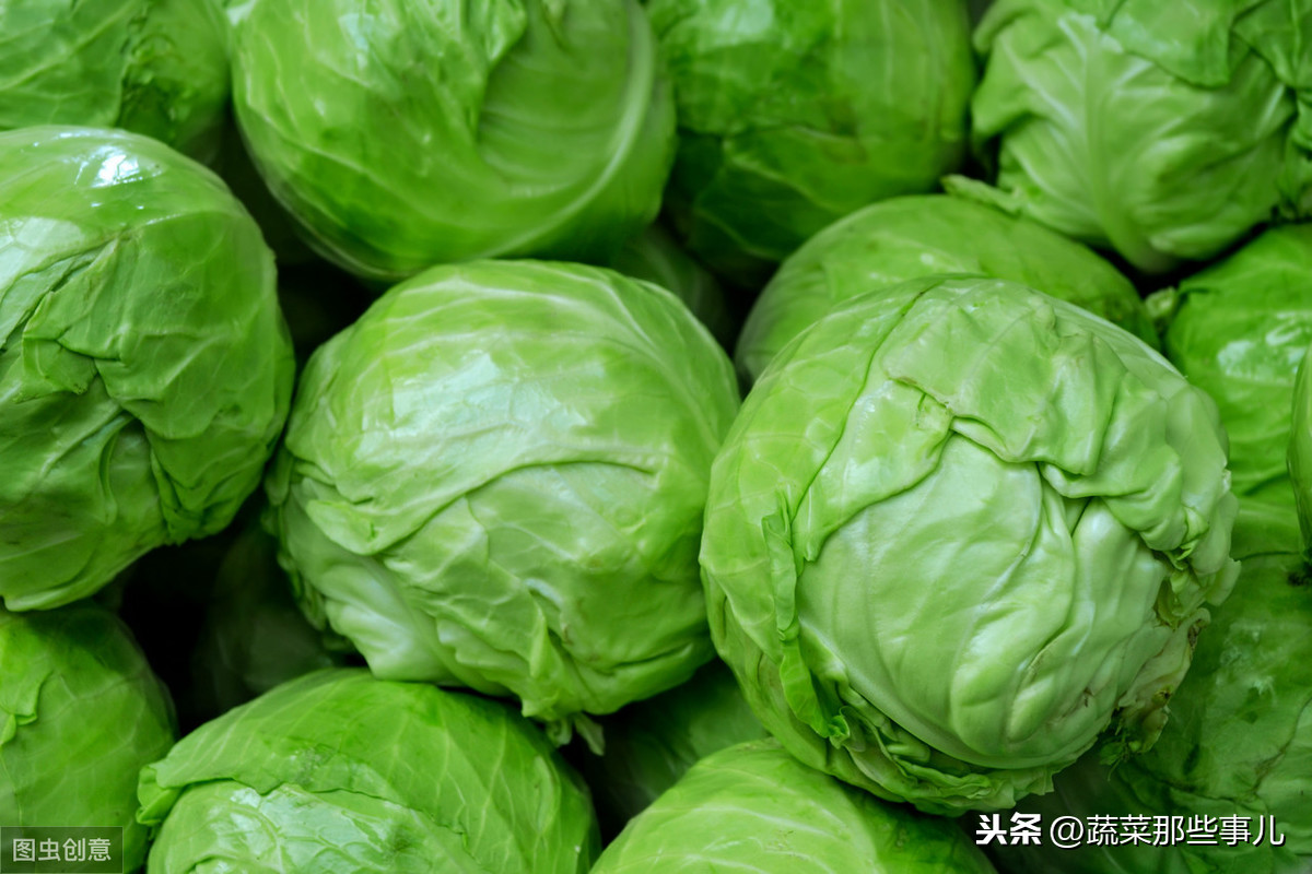 北京新发地菜价：圆白菜、西兰花涨幅大，香菜、蒜黄均下降
