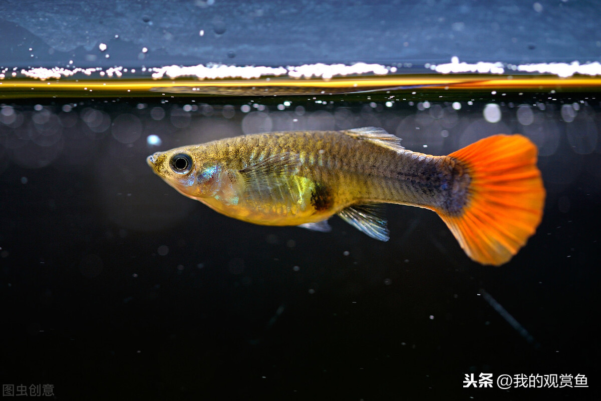 孔雀魚是雜食性小型熱帶魚種,雖然壽命不是很長,但是繁殖能力卻很強