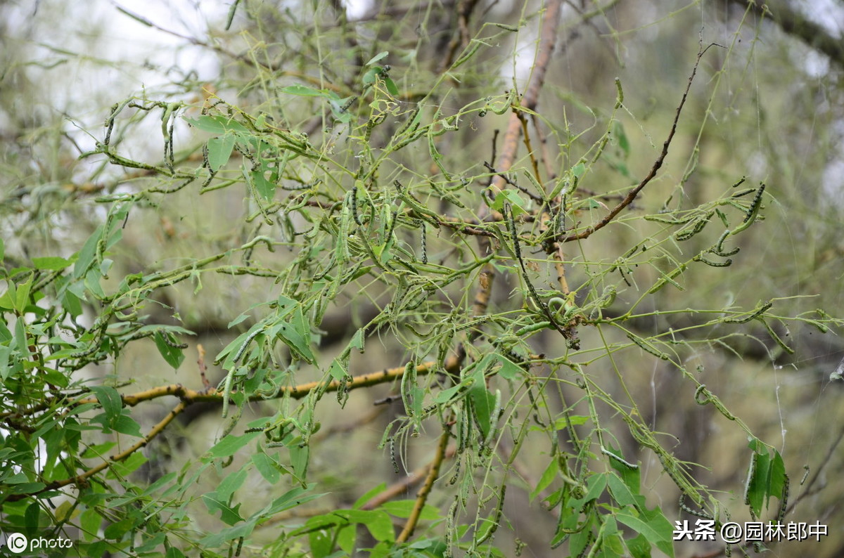 吊死鬼虫子(吊死鬼虫子长在什么树)