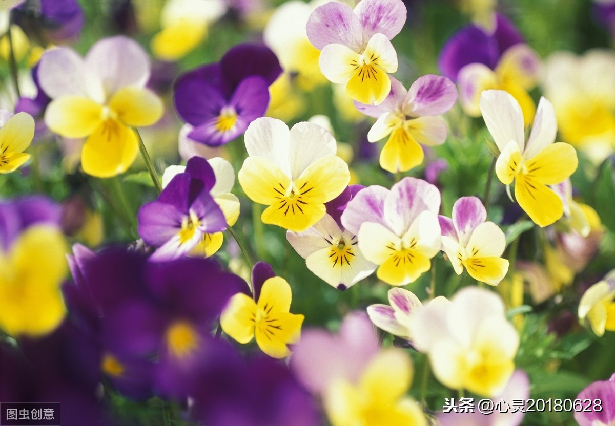 11月3日花語:西洋櫻草,生日花語孤寂_達一風水網