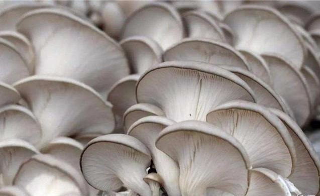 食用蘑菇种类大全（最常见的10种蘑菇种类）
