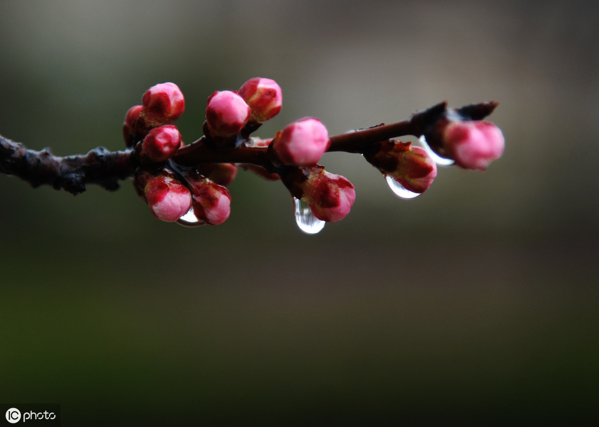 一场雨生出万般情，古诗词中的雨，清晰灵动，唯美至极