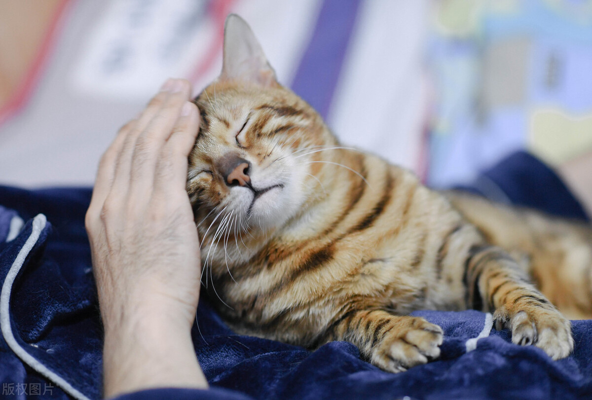 猫能饿几天不吃东西（猫食欲下降的原因及解决方法）