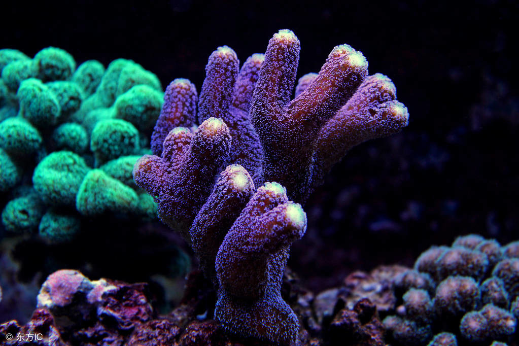 大部分人并不知道珊瑚是什么！