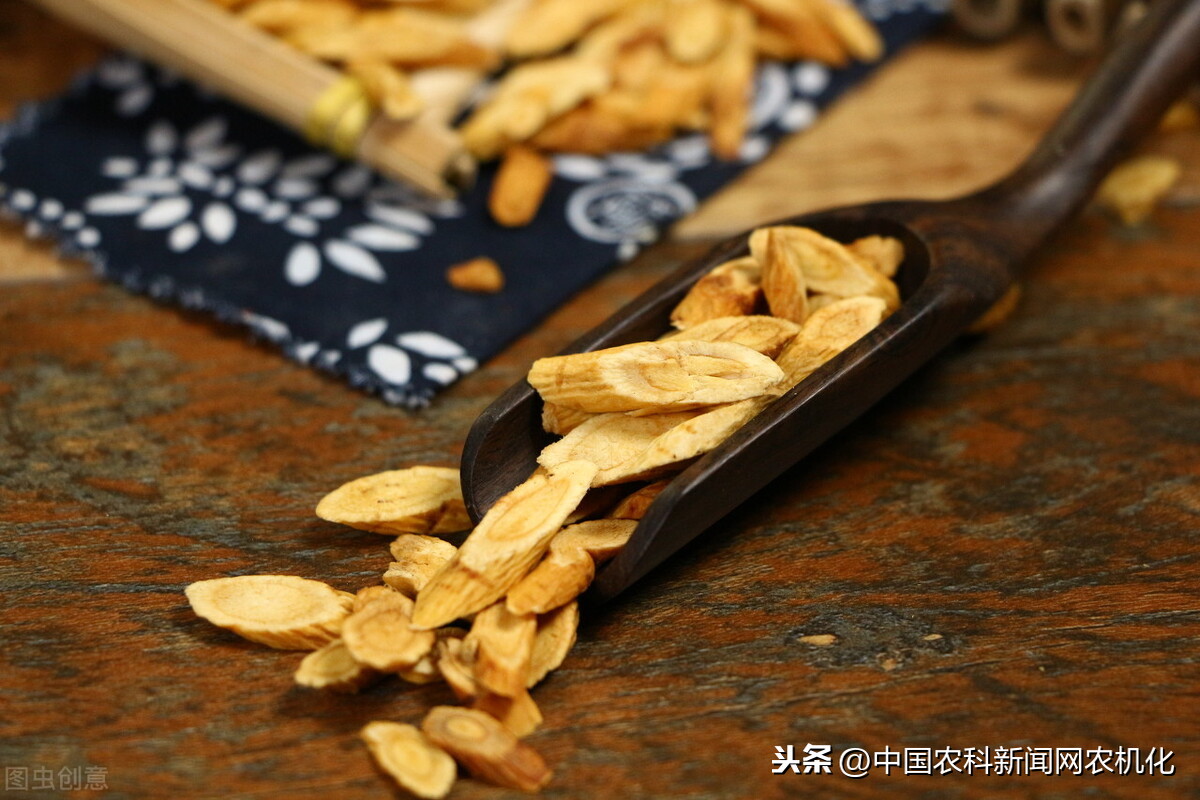 黃芪種植,黃芪種植技術及畝收益