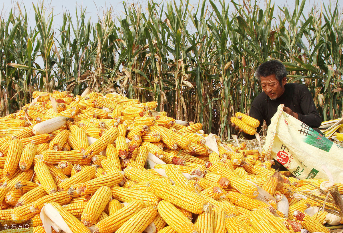今日玉米报价多少钱一斤？2018年全国最新玉米产区行情