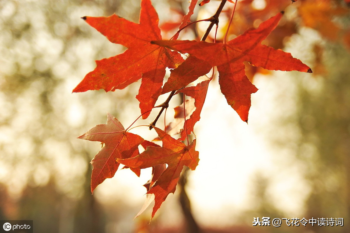 烟笼寒水月笼沙，夜泊秦淮近酒家 丨 玩转诗词飞花令（49）：寒