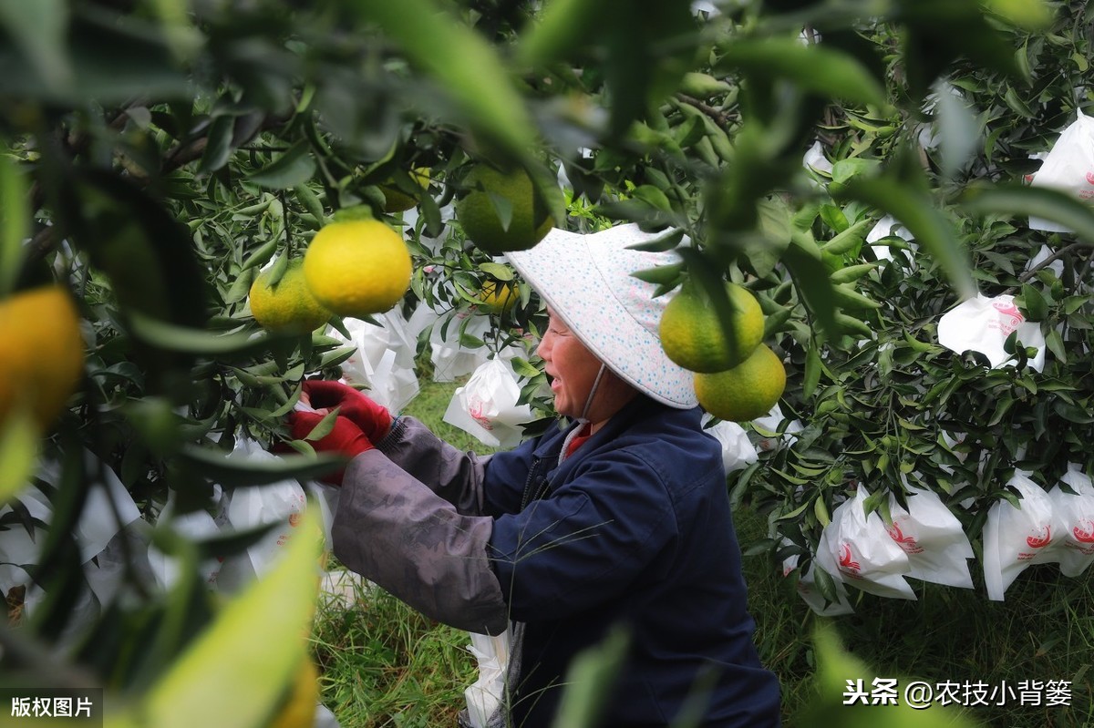 乒乓球送的塑料膜怎么用(果树套袋看似简单，其实学问讲究多！套袋前后一定要做到这几点)