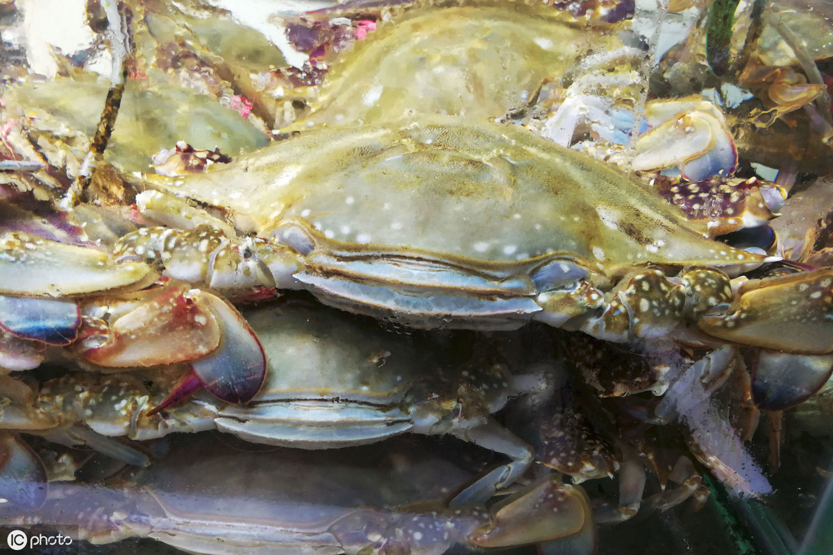 日本一只螃蟹价值500万，堪称螃蟹界的“爱马仕”