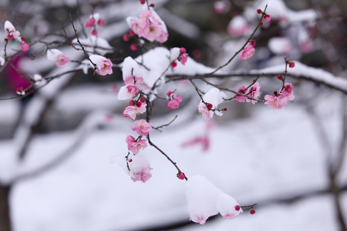 含有冬字的诗句100首飞花令(带有冬字的古诗词100首)