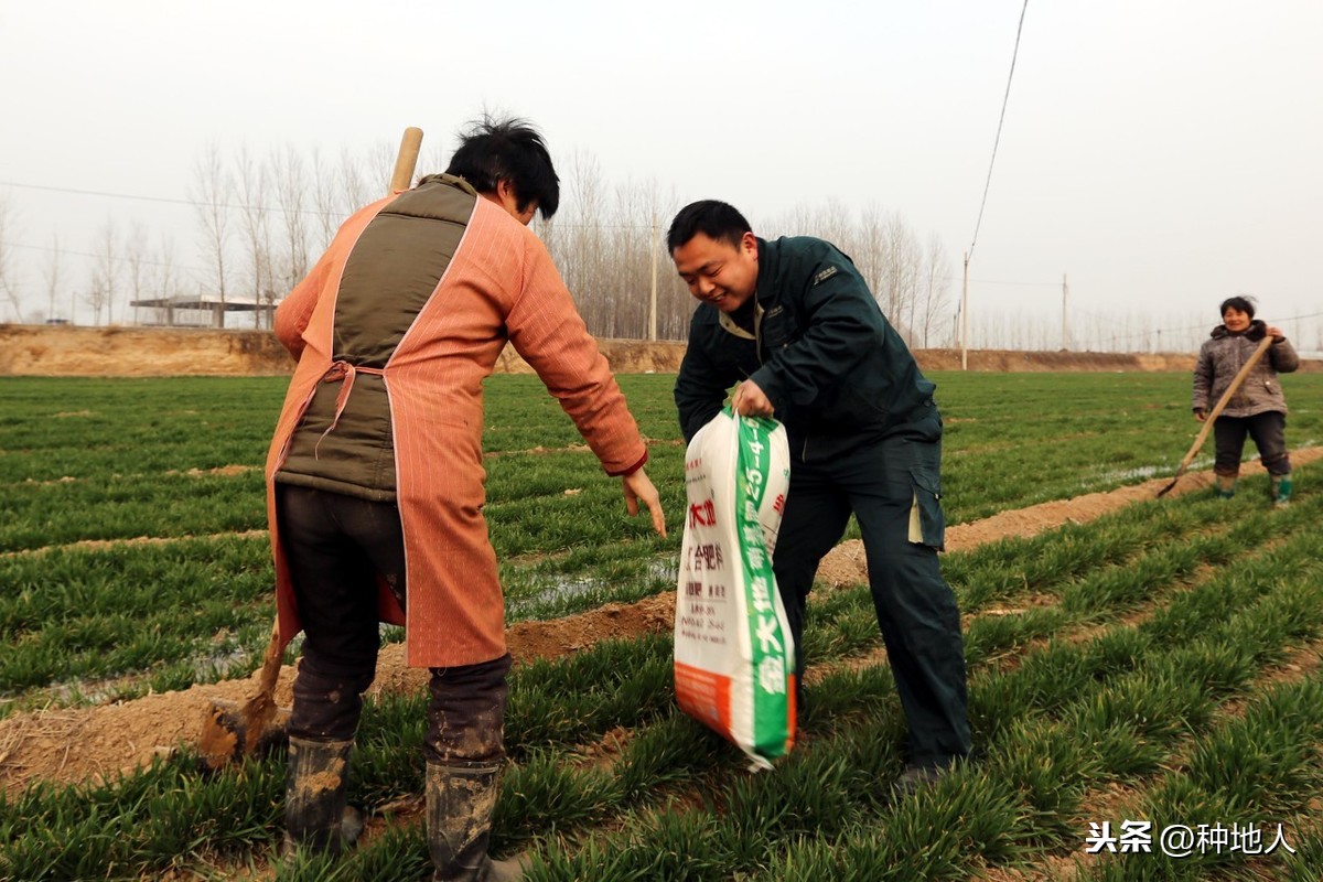 氮肥是什么肥料（氮肥的具体作用及对人体的危害科普）