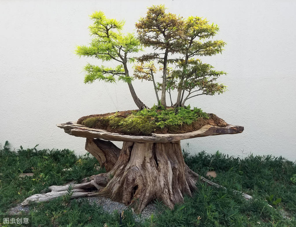 这4种树整株带香味,家里养一棵,四季“飘香”,不生虫
