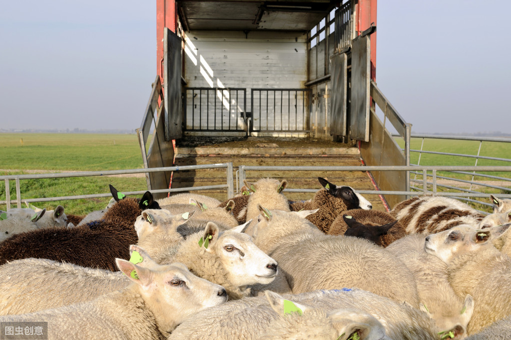 继牛价下跌后，毛羊收购价跌到13元/斤，羊奶暴跌7元，养殖户咋办