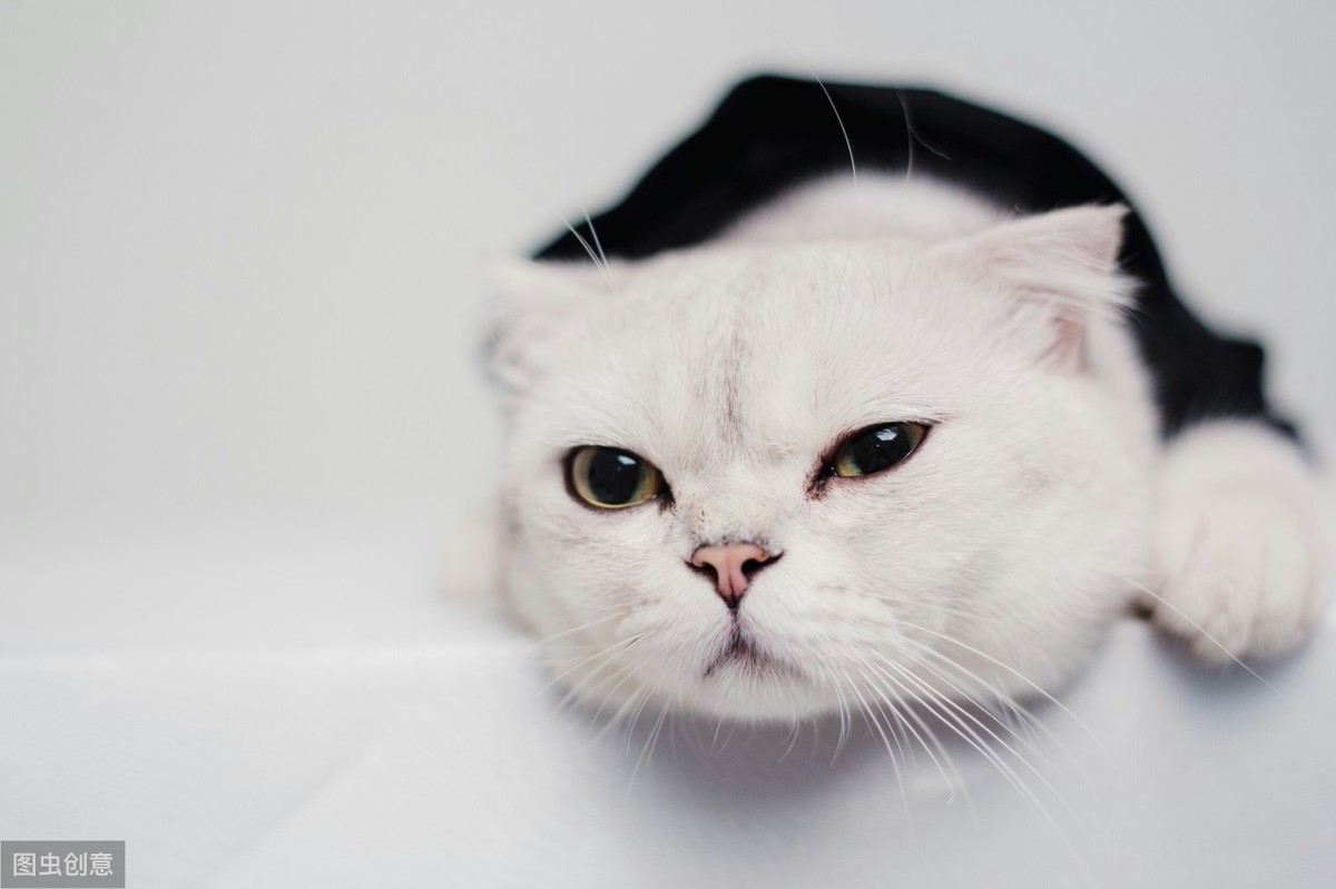 “牛磺酸”对猫咪来说不可或缺，但是怎么补充才能算科学