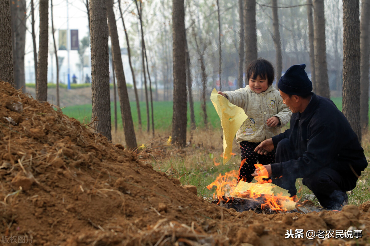 坟地栽什么树人财两旺（坟前种树的基本原则）